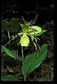 01110-00135-Yellow Lady's Slippers.jpg