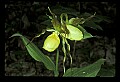 01110-00136-Yellow Lady's Slippers.jpg
