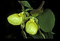 01110-00137-Yellow Lady's Slippers.jpg