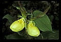 01110-00138-Yellow Lady's Slippers.jpg