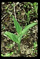 01110-00139-Yellow Lady's Slippers.jpg
