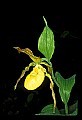 01110-00141-Yellow Lady's Slippers.jpg