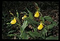 01110-00142-Yellow Lady's Slippers.jpg