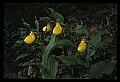 01110-00145-Yellow Lady's Slippers.jpg