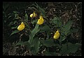 01110-00146-Yellow Lady's Slippers.jpg
