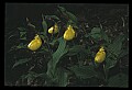 01110-00147-Yellow Lady's Slippers.jpg