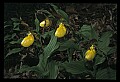 01110-00148-Yellow Lady's Slippers.jpg