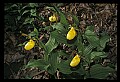 01110-00149-Yellow Lady's Slippers.jpg