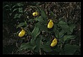 01110-00150-Yellow Lady's Slippers.jpg