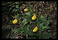 01110-00151-Yellow Lady's Slippers.jpg