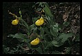 01110-00152-Yellow Lady's Slippers.jpg