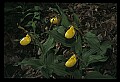 01110-00153-Yellow Lady's Slippers.jpg