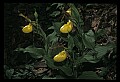 01110-00154-Yellow Lady's Slippers.jpg