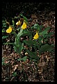 01110-00155-Yellow Lady's Slippers.jpg