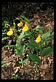 01110-00156-Yellow Lady's Slippers.jpg