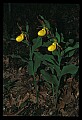 01110-00157-Yellow Lady's Slippers.jpg