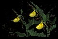 01110-00158-Yellow Lady's Slippers.jpg