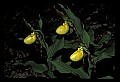 01110-00159-Yellow Lady's Slippers.jpg