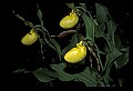 01110-00160-Yellow Lady's Slippers.jpg