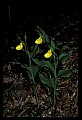 01110-00161-Yellow Lady's Slippers.jpg
