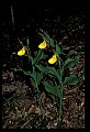 01110-00162-Yellow Lady's Slippers.jpg