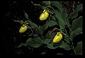 01110-00163-Yellow Lady's Slippers.jpg