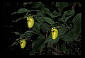 01110-00164-Yellow Lady's Slippers.jpg