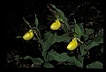 01110-00165-Yellow Lady's Slippers.jpg