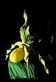 01110-00166-Yellow Lady's Slippers.jpg