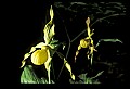 01110-00167-Yellow Lady's Slippers.jpg