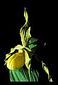 01110-00168-Yellow Lady's Slippers.jpg