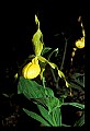 01110-00169-Yellow Lady's Slippers.jpg