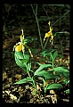01110-00170-Yellow Lady's Slippers.jpg