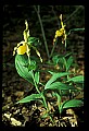 01110-00171-Yellow Lady's Slippers.jpg