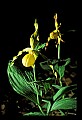 01110-00173-Yellow Lady's Slippers.jpg