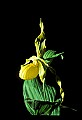 01110-00174-Yellow Lady's Slippers.jpg
