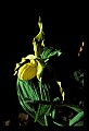 01110-00175-Yellow Lady's Slippers.jpg