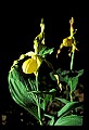 01110-00176-Yellow Lady's Slippers.jpg