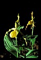 01110-00177-Yellow Lady's Slippers.jpg