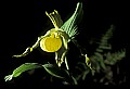 01110-00178-Yellow Lady's Slippers.jpg