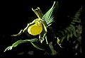 01110-00179-Yellow Lady's Slippers.jpg
