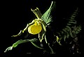 01110-00180-Yellow Lady's Slippers.jpg