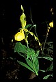 01110-00182-Yellow Lady's Slippers.jpg