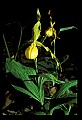 01110-00183-Yellow Lady's Slippers.jpg