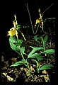01110-00184-Yellow Lady's Slippers.jpg