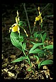 01110-00185-Yellow Lady's Slippers.jpg