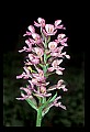 01113-00028-Large Purple-fringed Orchid, Habenaria psycodes.jpg