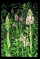 01113-00044-Large Purple-fringed Orchid, Habenaria psycodes.jpg