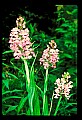 01113-00052-Large Purple-fringed Orchid, Habenaria psycodes.jpg