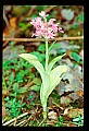 01113-00056-Large Purple-fringed Orchid, Habenaria psycodes.jpg